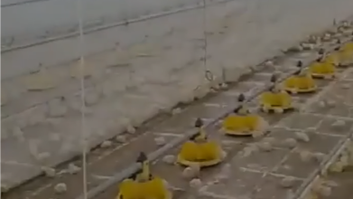 Poultry House