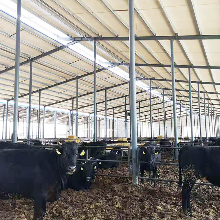 Philippines Cattle Barn